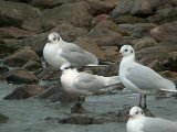 SANDWICH TERN . BROADSANDS . DEVON . 21 . 1 . 2005