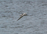 SANDWICH TERN . EXMOUTH . DEVON . 2 . 5 . 2010