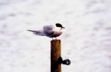  COMMON TERN . BOWLING GREEN MARSH . TOPSHAM . DEVON . 22 / 4 / 2002