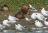 LITTLE TERN BOWLING GREEN MARSH . TOPSHAM . 30 / 6 / 2004