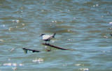 WHISKERED TERN . FETHIYE BAY . TURKEY . 25 / 4 / 2008