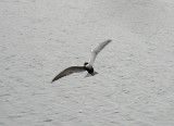 WHISKERED TERN . RADIPOLE . WEYMOUTH . DORSET . 5 . 5 . 2008