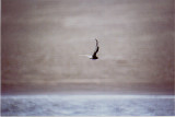 WHITE WINGED BLACK TERN . THE TAW ESTUARY . DEVON . 3 . 7 . 2004