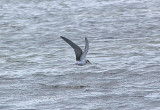 BLACK TERN , RADIPOLE LAKE , WEYMOUTH , DORSET , 15 , 9 , 2010