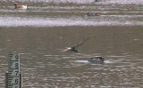 BLACK TERN . BOWLING GREEN MARSH . TOPSHAM . DEVON . 19 . 4 . 2011