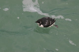 LITTLE AUK , BERRY HEAD , DEVON , 2 , 12 , 2009 