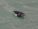 LITTLE AUK . BERRY HEAD . DEVON . 2 . 12 . 2009 