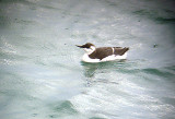  GUILLEMOT . BERRY HEAD . DEVON . 2 . 10 . 2006