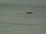 LONG BILLED MURRELET , DAWLISH WARREN , DEVON , 7 , 11 , 2006