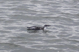 LONG BILLED MURRELET . DAWLISH . DEVON . 13 . 11 . 2006