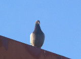 ROCK DOVE . THE CAFE CHTOUKAN . WESTERN SAHARA . 8 / 3 . 2010