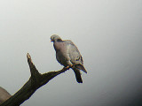 STOCK DOVE . MATFORD POOL . EXETER . DEVON . 6 . 4 . 2007