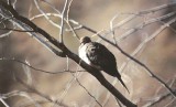 MOURNING DOVE . PALM SPRINGS . CALIFORNIA . USA . 26 / 2 / 2000