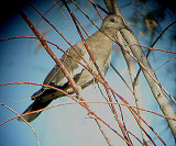 WHITE WINGED DOVE . LA QUINTA . CALIFORNIA . USA . 28 . 7 . 2009