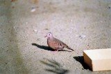 Common Ground-Dove . Columbina passerina