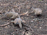 COMMON GROUND DOVE , CENTRAL PARK , NEW YORK , USA . 25 , 3 , 2006