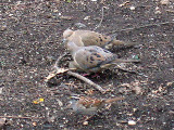 COMMON GROUND DOVE . CENTRAL PARK . NEW YORK . USA . 25 . 3 . 2004