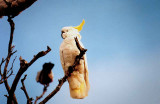 Sulphur-Crested Cockatoo . Cacatua galerita