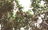 Fan-Tailed Cuckoo . Cacomantis flabelliformis