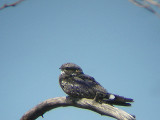 Lesser Nighthawk . Chordeiles acutipennis