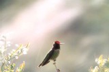 Anna`s Hummingbird . Calypte anna