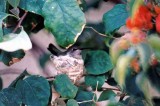 Costa`s Hummingbird . Calypte costae