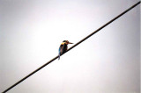 Sacred Kingfisher . Todirhamphus