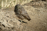 Burrowing Owl . Speotyto cunicularia