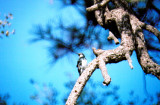 Acorn Woodpecker . Melanerpes formicivorus