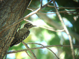 Nutall`s Woodpecker . Picoides nuttallii