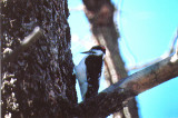 Hairy Woodpecker . Picoides villosus