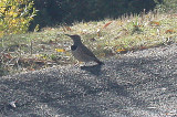 NORTHERN FLICKER , LAKE HEMET , CALIFORNIA , USA . 14 , 11 , 2004