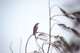 Noisy Friarbird . Philemon corniculatus