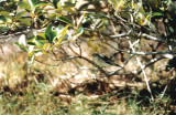 Grey Shrike-Thrush . Colluricincla harmonica