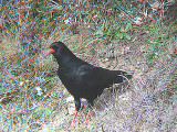 CHOUGH . MARLOES MERE . PEMBROKESHIRE . WALES . 26 . 3 . 2008