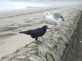 ROOK . MARAZION . CORNWALL . 1 . 10 . 2007