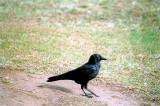 Torresian Crow . Corvus orru