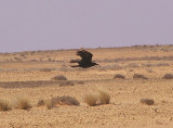 Brown-Necked Raven . Corvus ruficollis