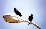 Fan-Tailed Raven . Corvus rhipidurus