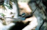 Grey Fantail . Rhipidura fuliginosa