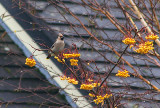 WAXWING . BUCKFASTLEIGH . DEVON . 4 . 12 . 2010