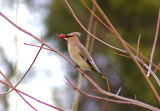 WAXWING . THE EXETER SERVICES . DEVON . 1 . 1 . 2013
