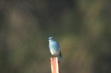 Mountain Bluebird . Sialia currucoides