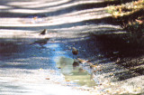 HERMITTHRUSH . LAKE HEMET , CALIFORNIA , USA , 14 ,11 , 2004