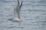 BONAPARTE`S GULL , DAWLISH WARREN , DEVON , 12 , 11 , 2013 