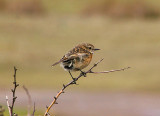 STONECHAT . DAWLISH WARREN . DEVON . 7 . 4 . 2010