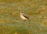WHEATEAR . VITIFER . DARTMOOR . DEVON . 28 . 4 . 2010