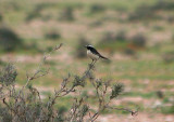 RED RUMPED WHEATEAR . TIZNIT TO BOUNEAKARNE . MOROCCO . 3 / 3 / 2010
