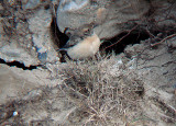 PIED WHEATEAR , NORTHAM BURROWS , DEVON , 19 , 11 , 2007