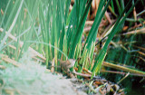 Marsh Wren . Cistothorus palustris